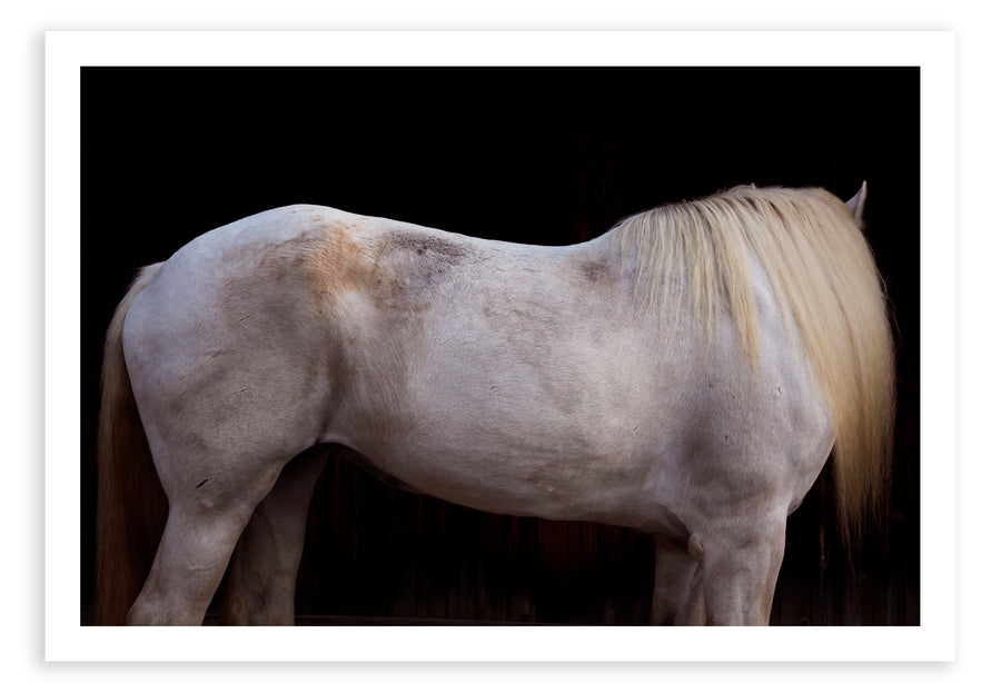 Headless Horse