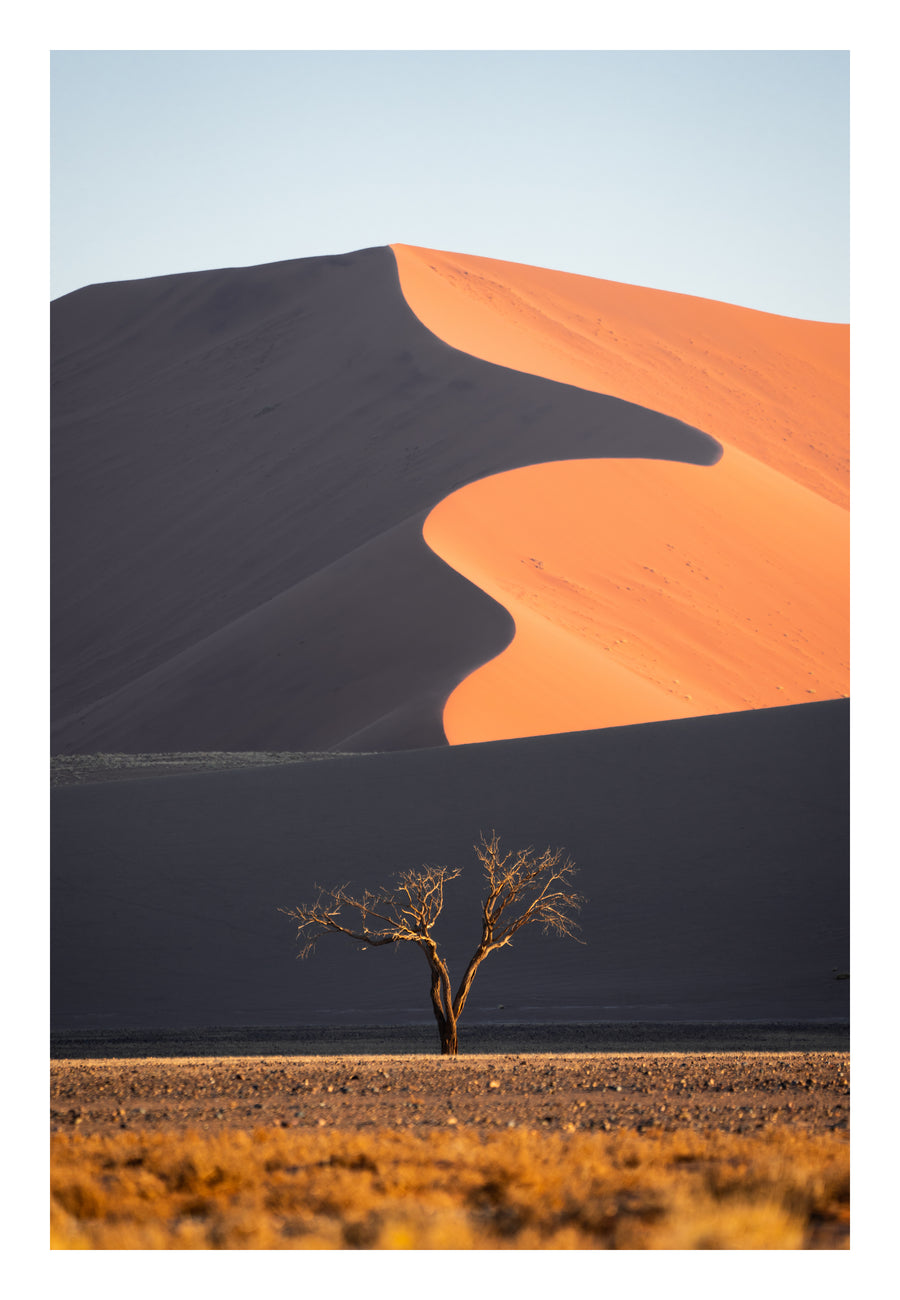 Dune Tree