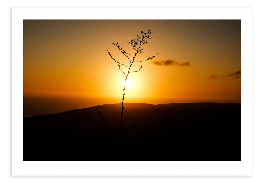 Twiggy’s Horizon