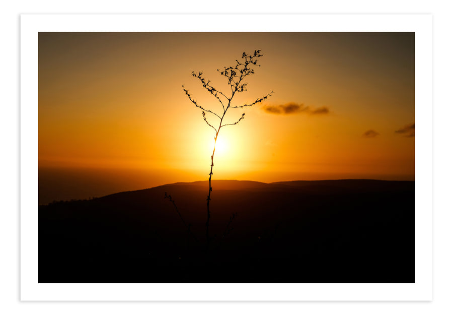 Twiggy’s Horizon