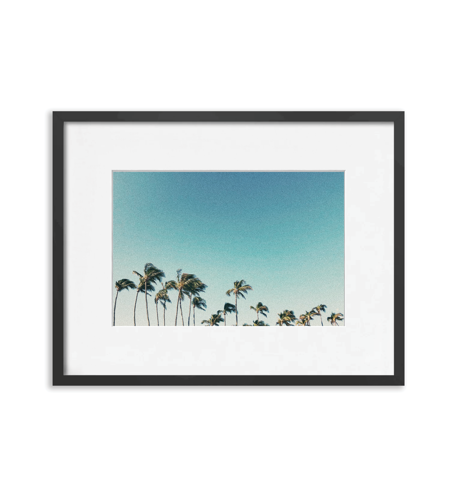 Palms