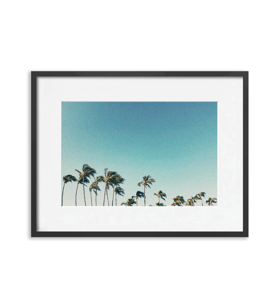 Palms