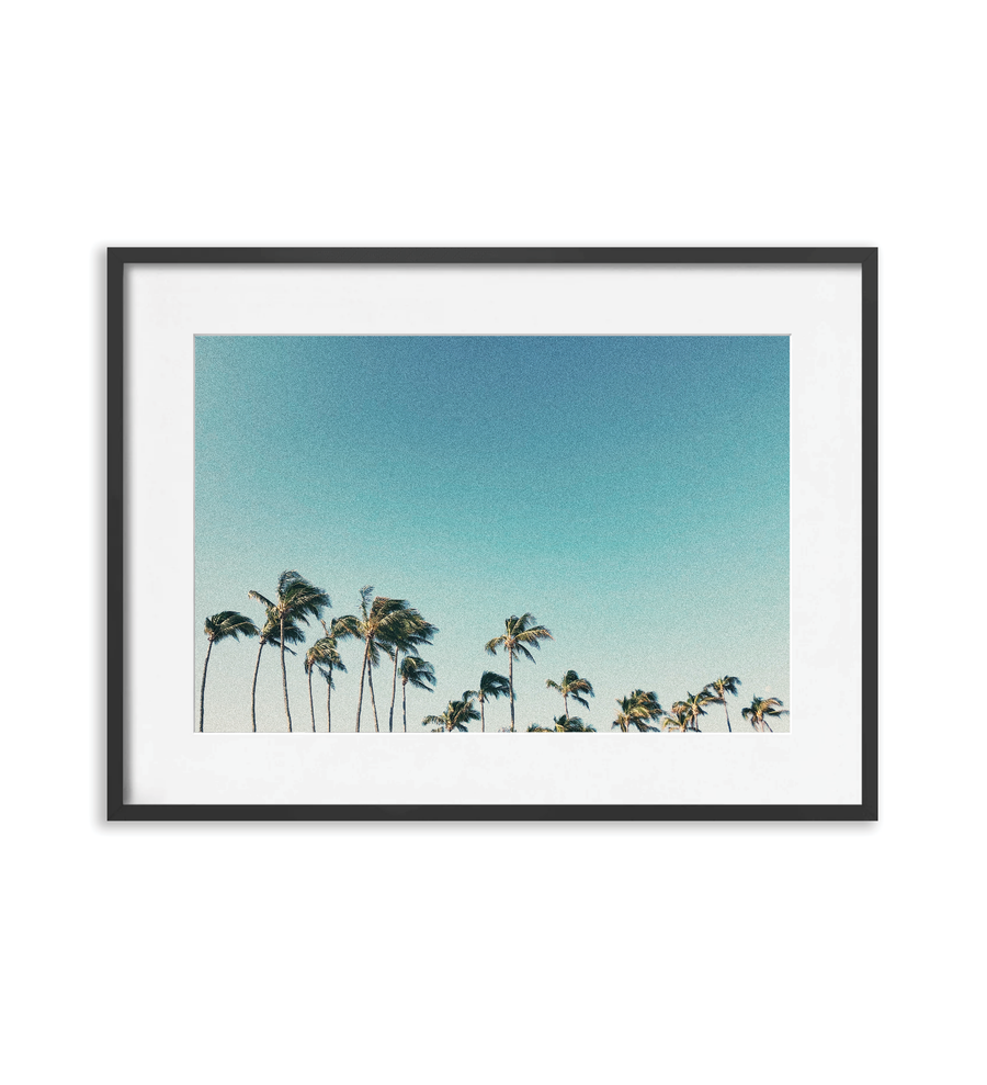 Palms