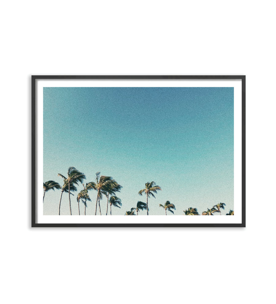 Palms