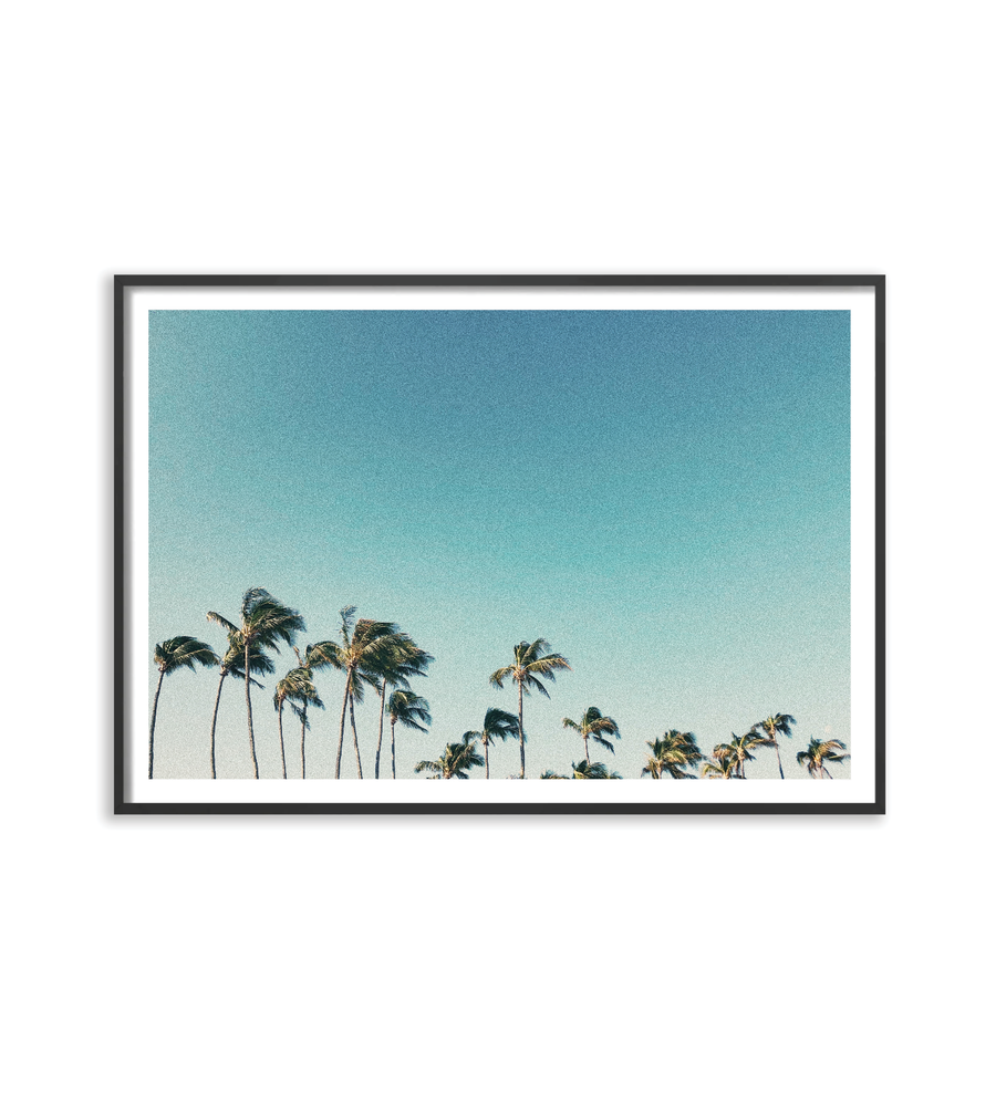 Palms