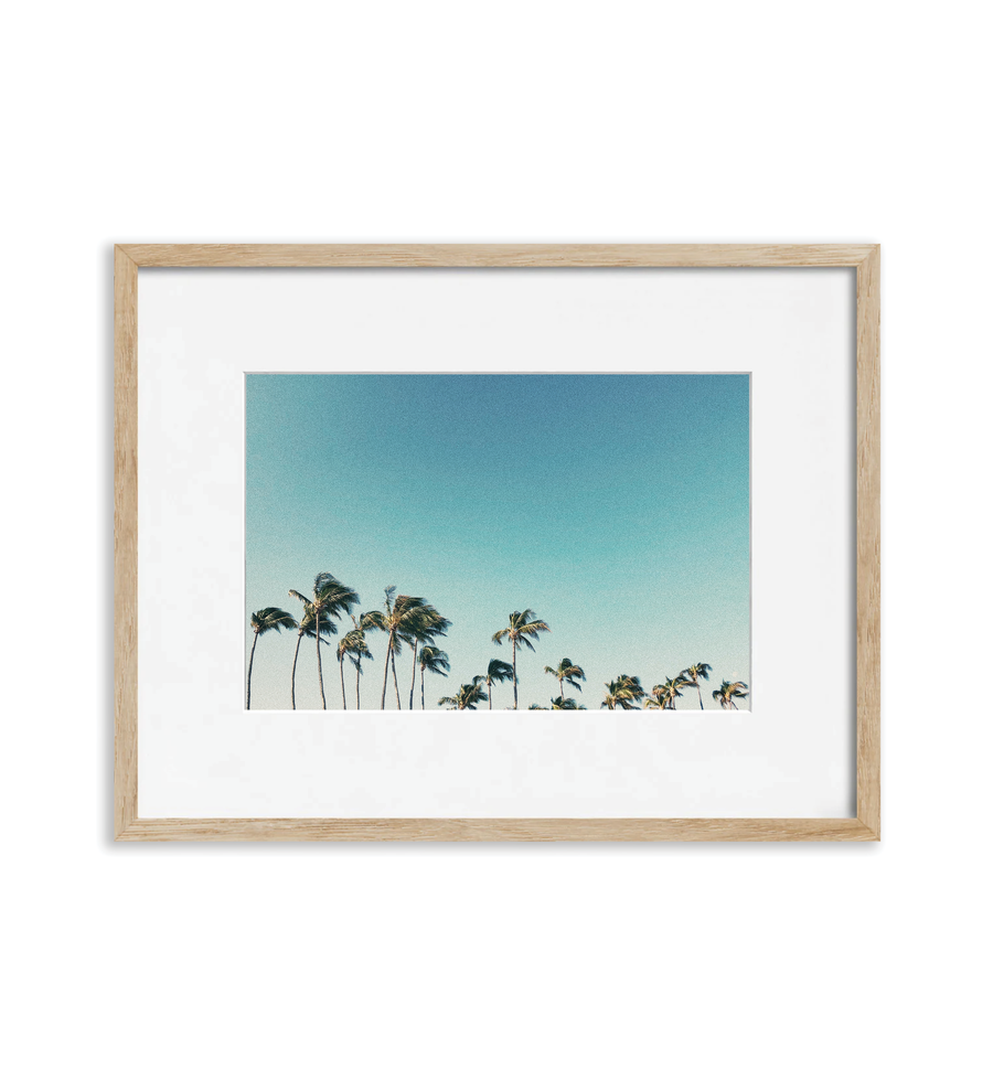 Palms