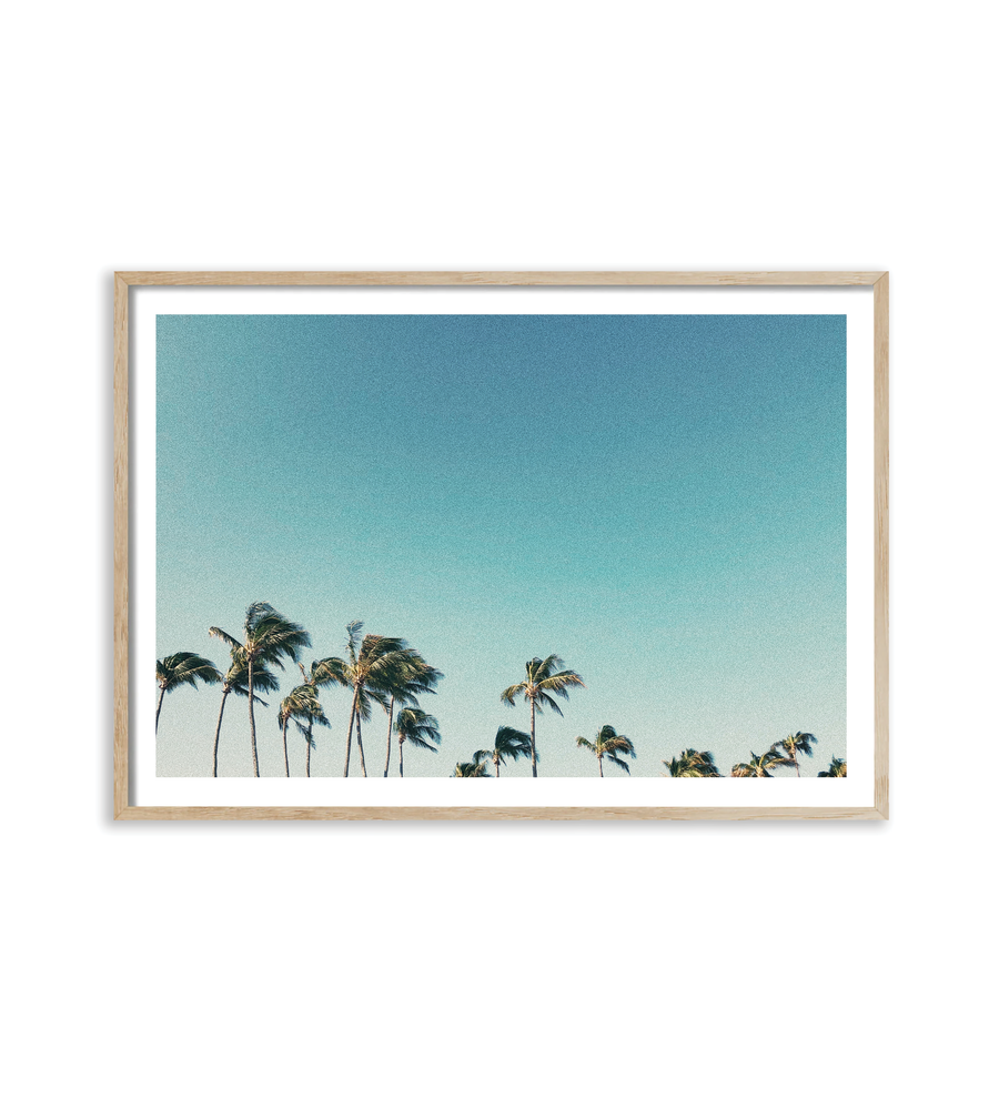 Palms