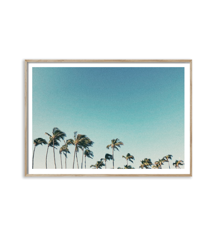 Palms