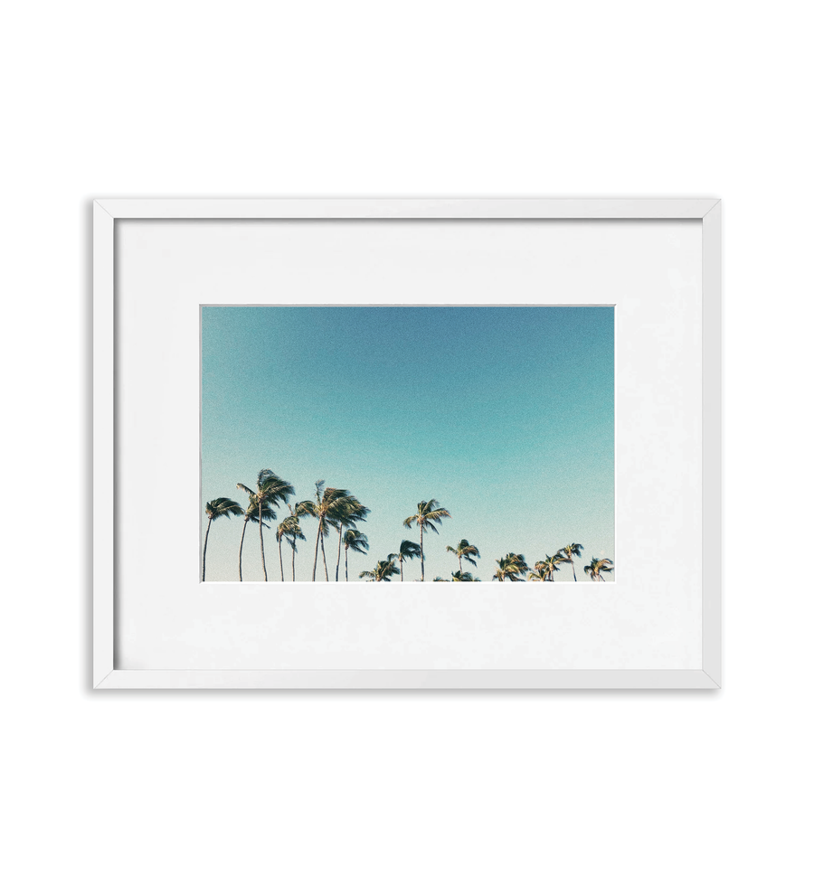 Palms