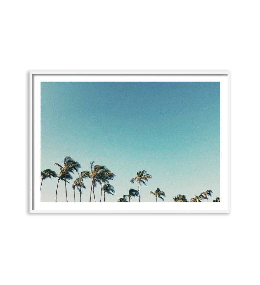 Palms