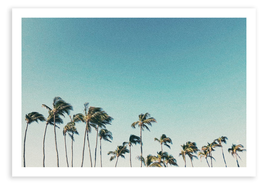 Palms